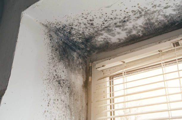 Affordable Black Mold Remediation solutions in Red Feather Lakes, CO